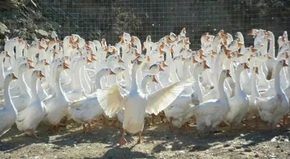 养鹅前景与投资价值,广西养鹅1000只利润和成本