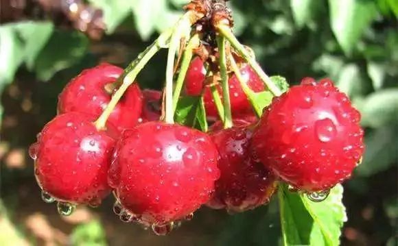 拿好这篇西安采摘樱桃指南,西安白鹿原樱桃采摘