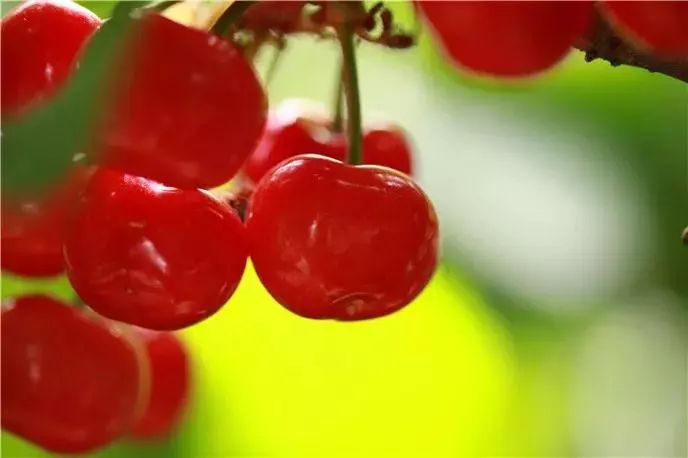 拿好这篇西安采摘樱桃指南,西安白鹿原樱桃采摘