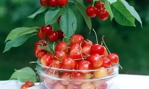 拿好这篇西安采摘樱桃指南,西安白鹿原樱桃采摘