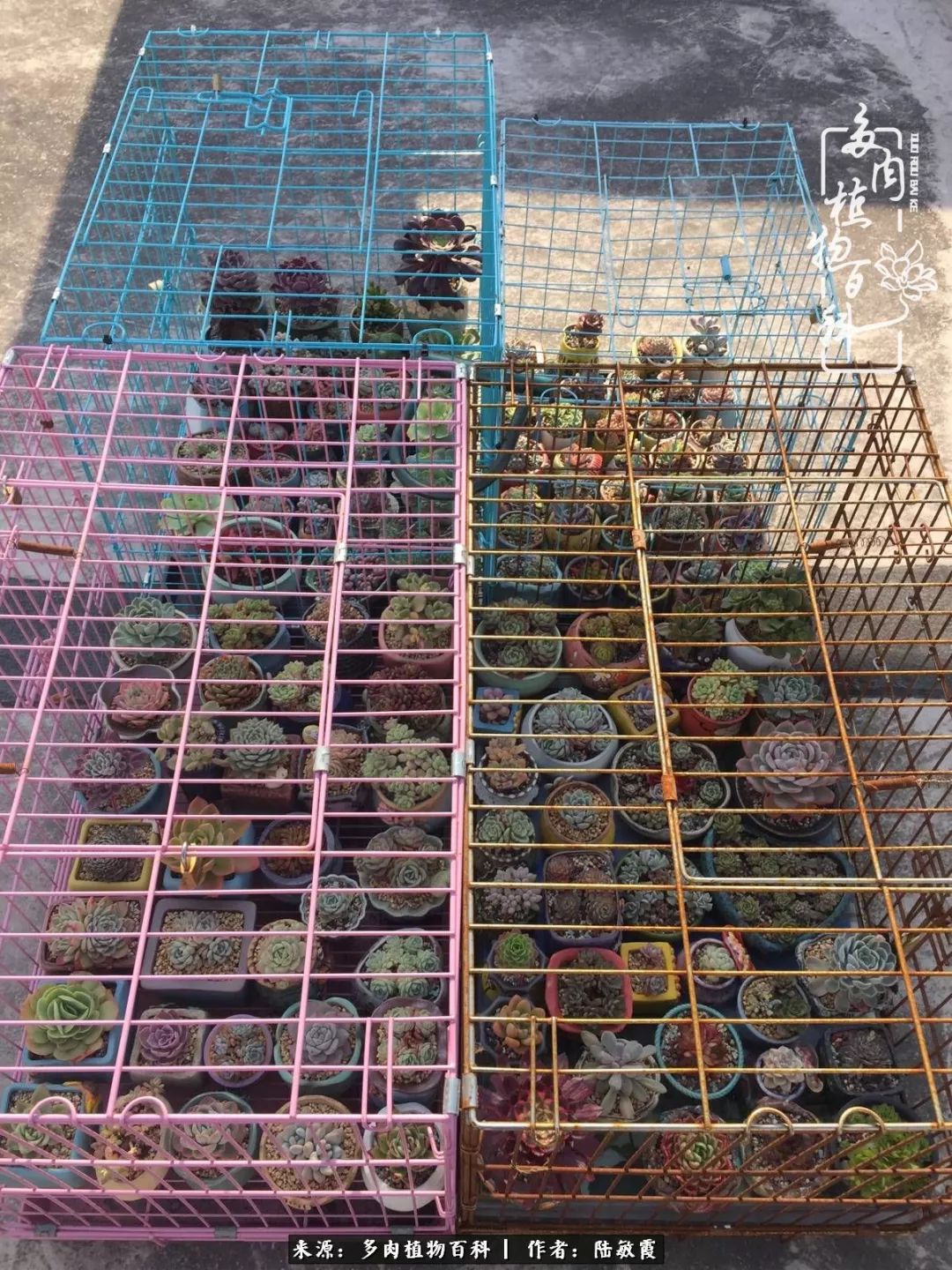 往后余生与花草相伴,往后余生与健康相伴