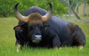 牛品种最好是哪个品种,适合生产雪花牛肉的中国牛品种