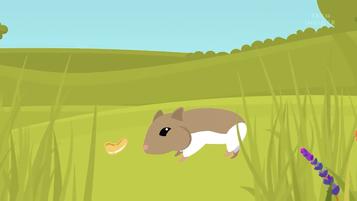 仓鼠的嘴巴是怎么塞下那么多食物,怎么看仓鼠嘴巴是不是藏食物了