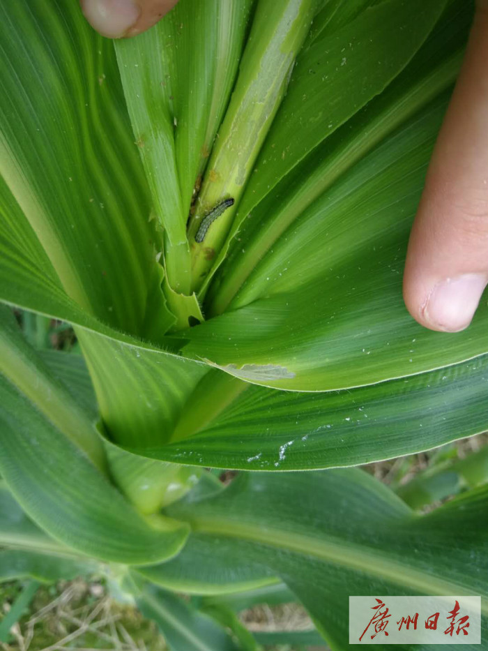 广州打造珠水丝路文化长廊；“亚冠生死战”今晚打响
