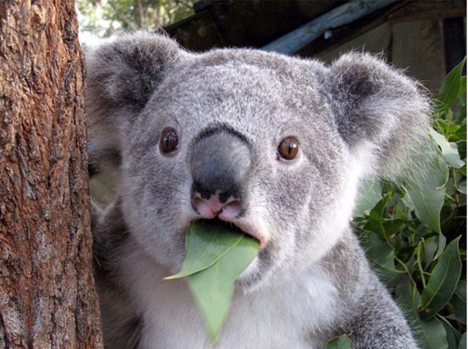 考拉要睡,考拉要努力