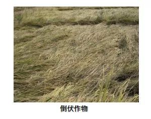 雷沃小麦收割机维修小技巧,开轮式小麦收割机注意事项