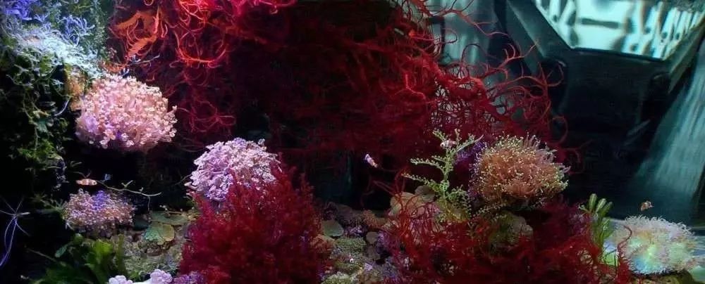 海缸害怕阳光照射吗,海缸如何压制褐藻