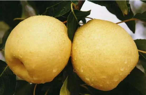 喉炎咳嗽和普通咳嗽的区别,耳鼻喉痒是过敏引起的吗