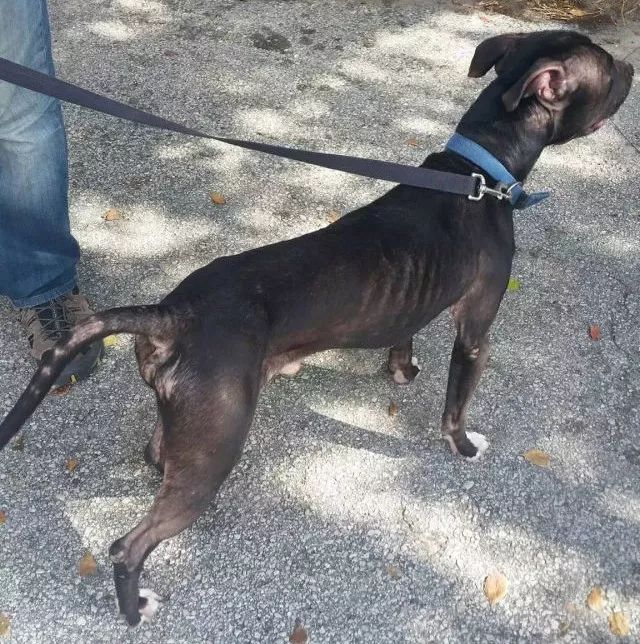 缉毒犬会染上毒瘾吗视频讲解,闻毒品的缉毒犬会因此染上毒瘾吗