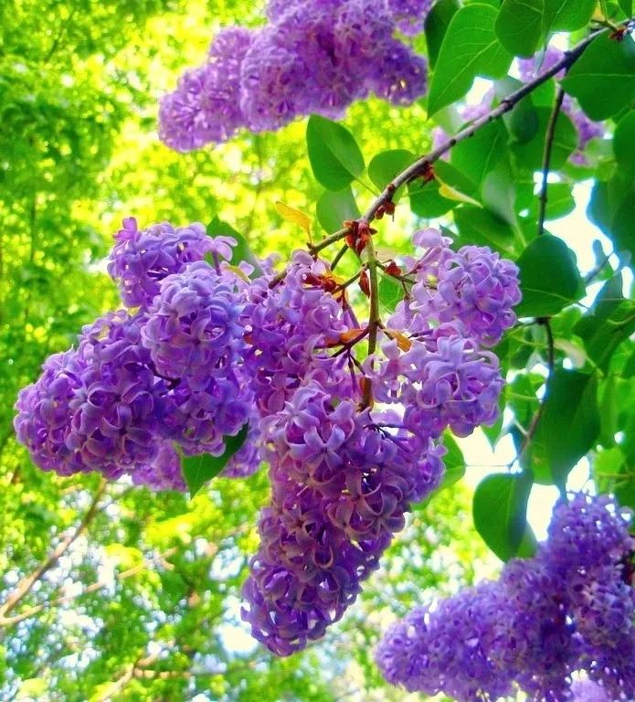 寻香|还原派VS颠覆派？诶呦~想不到这花还有两副面孔！（上）