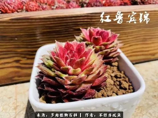 这是个什么神仙草？我被*引勾**了！不能自己一个人进坑！