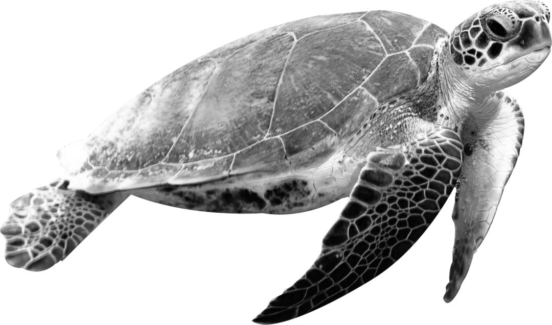 冷知识合集视频,冷知识合集超长