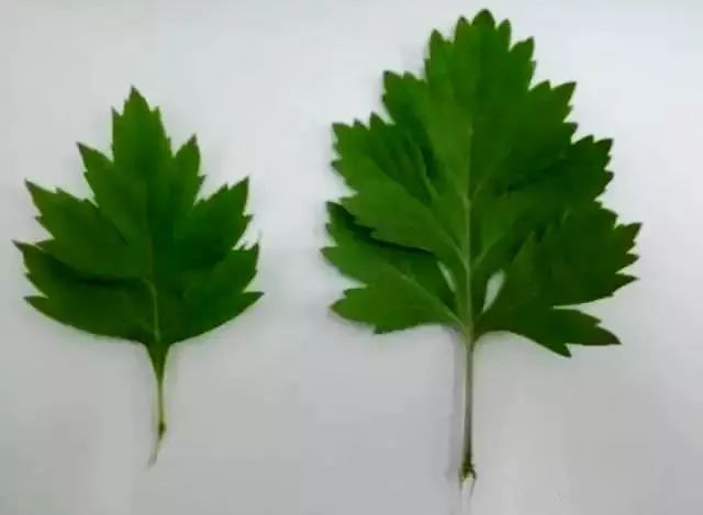 全网黑转粉，看曾经土肥圆如何逆袭碾压一种超模