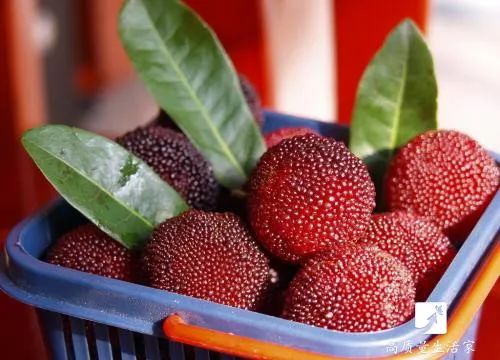 洗杨梅怎么洗虫子会跑出来,洗杨梅怎么有一层油