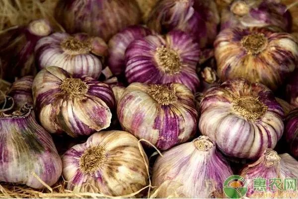 各地大蒜价格最新行情汇总