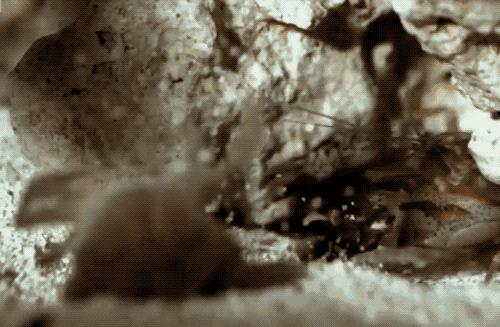 乐事薯片不碎吗,品客薯片和乐事薯片哪个好吃