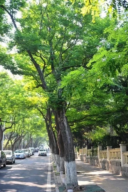 青岛一座浓厚德式风情的海滨城市,青岛一座很美的城市