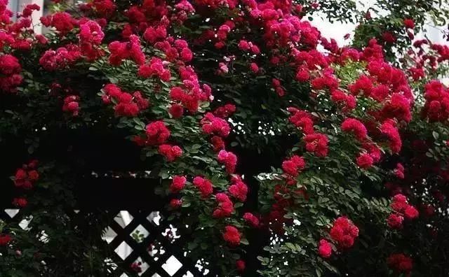 100种爬藤植物花墙,15种常用的园林观花爬藤植物