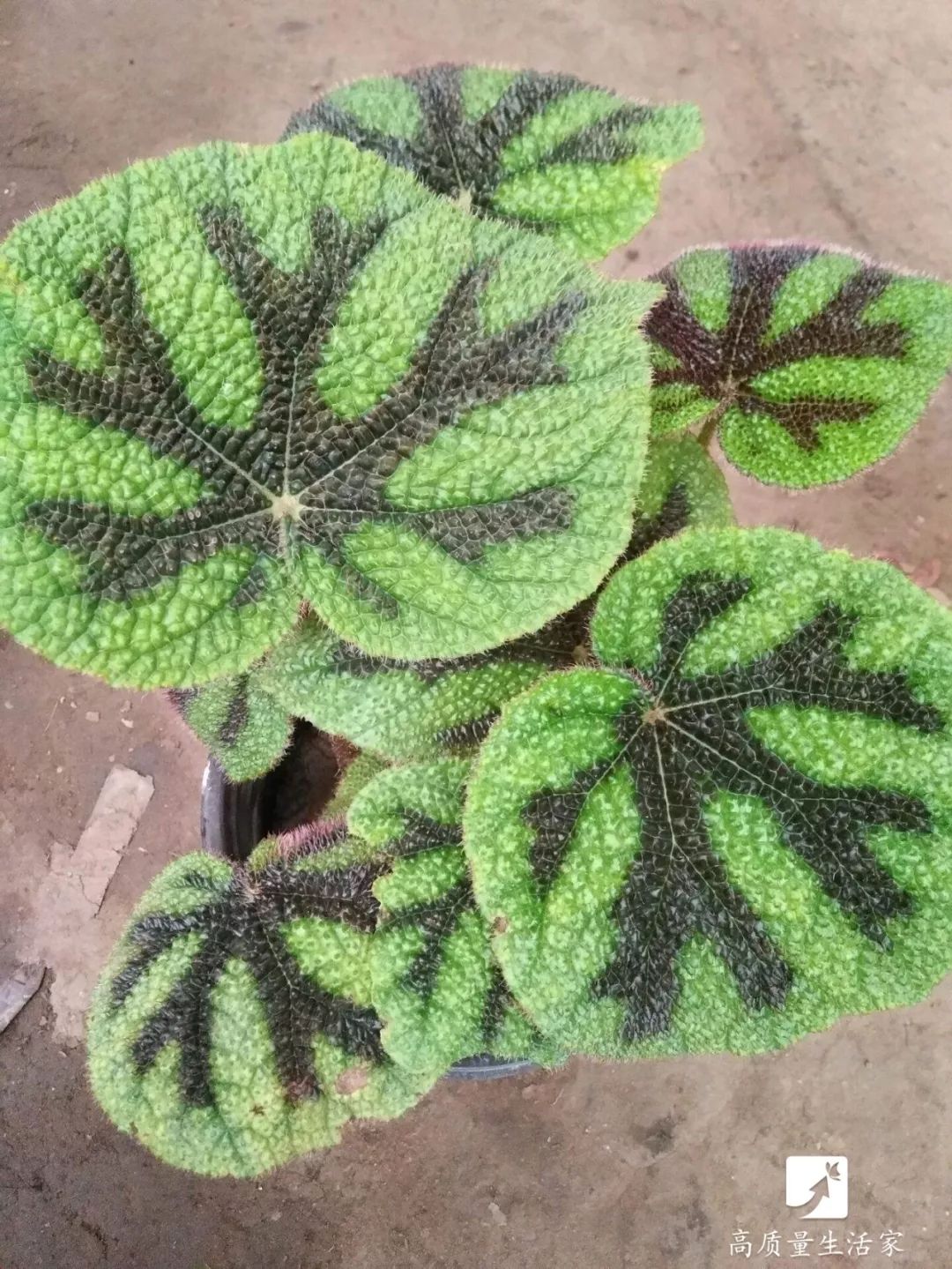 什么植物能吸收甲醛还能净化空气,吸甲醛最好的植物排行榜前十名