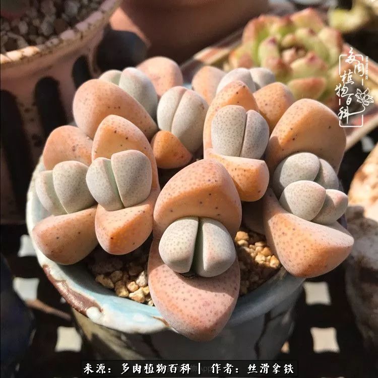 夏季比较耐晒的多肉,夏日的多肉