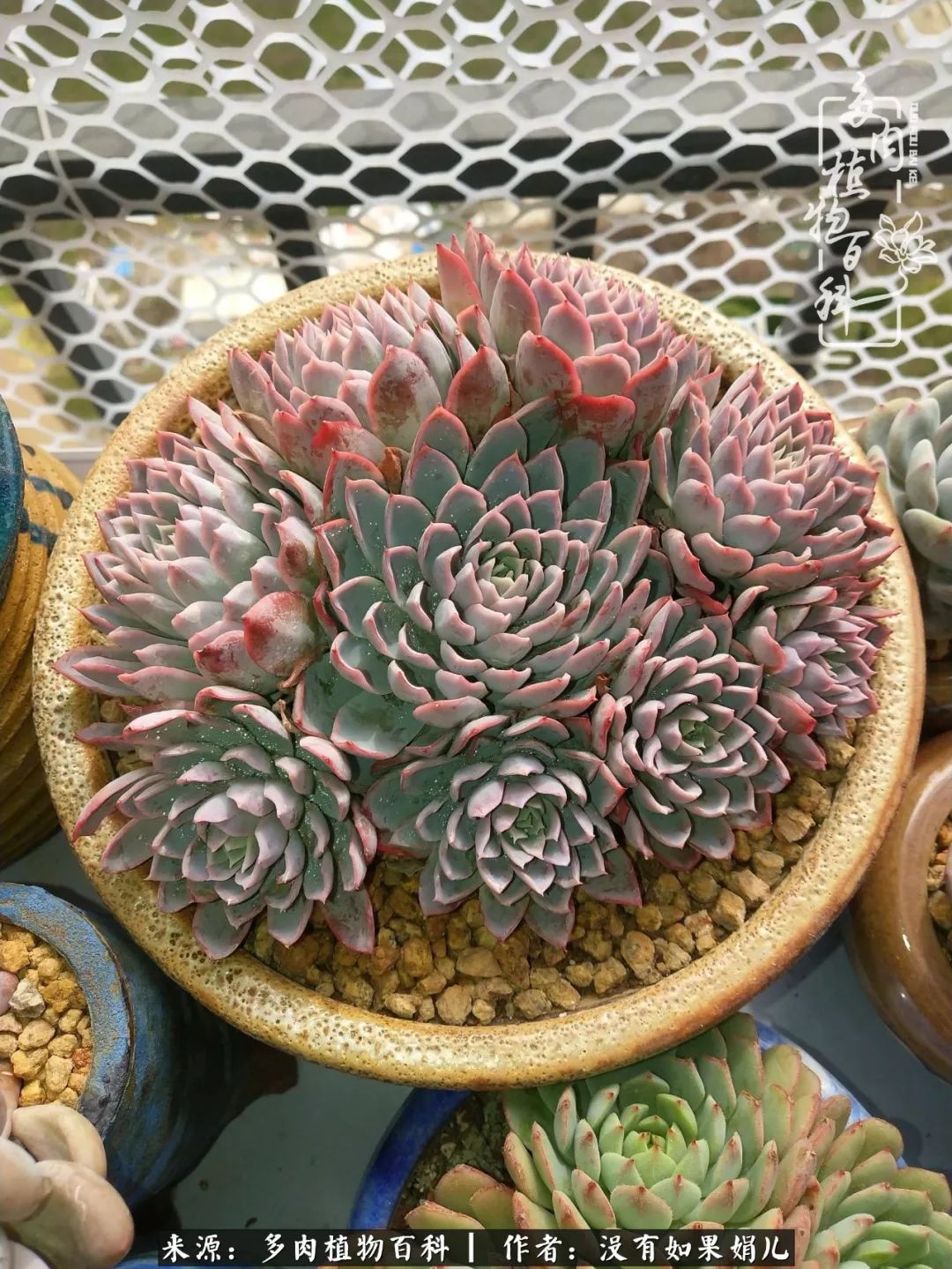 一个80后的养殖人,农村80后养肉人