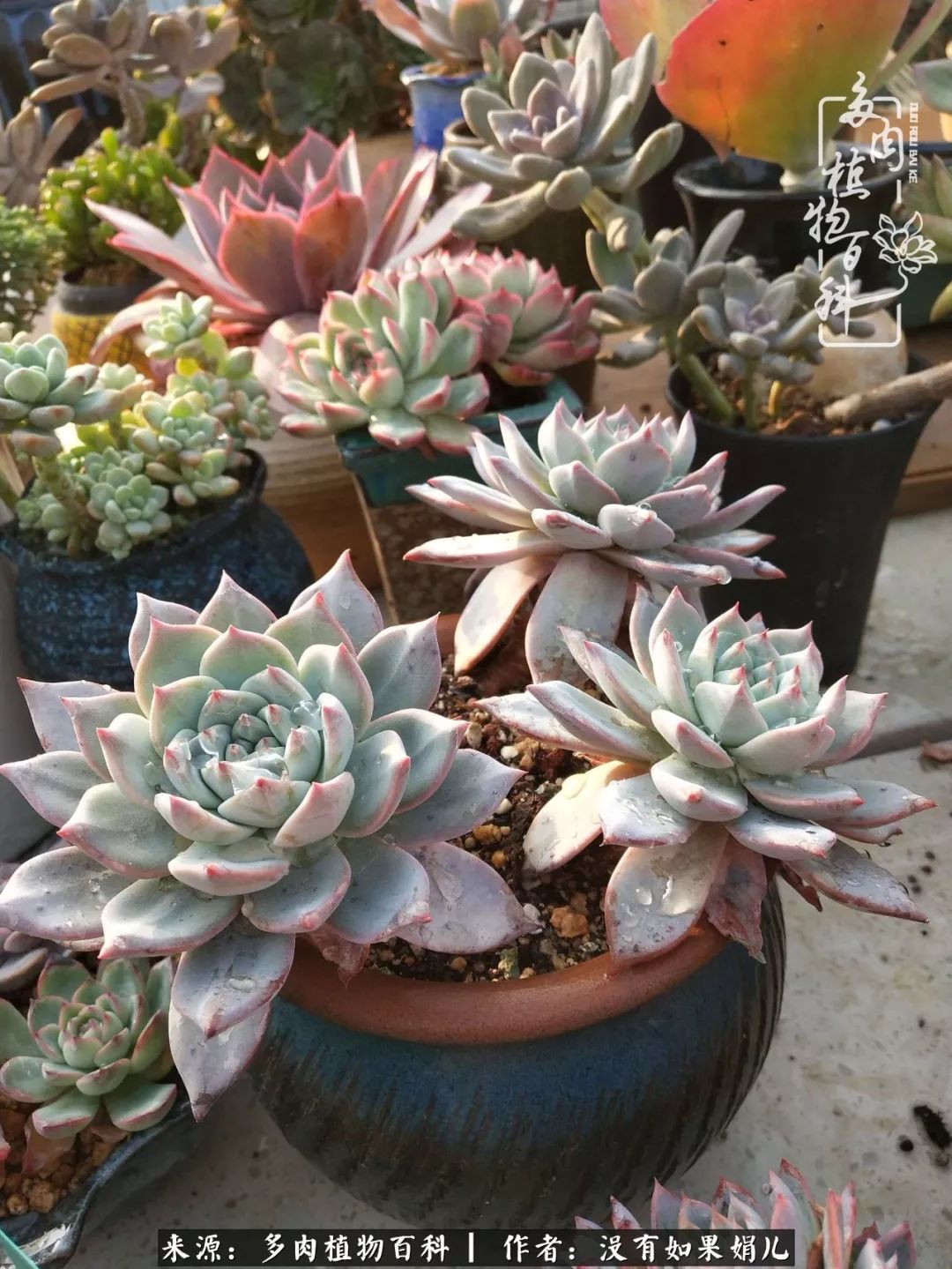 一个80后的养殖人,农村80后养肉人