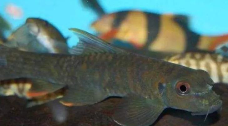 天府文化|诗文成都宋宴——宋朝人们如何吃鱼？竟这么讲究…