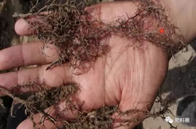 果树发生肥害怎么补救,果树施肥如何避免发生肥害病