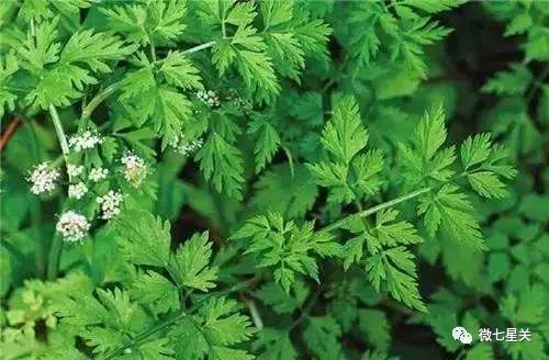 小心有毒路边野菜别乱采,有毒的野果和野菜