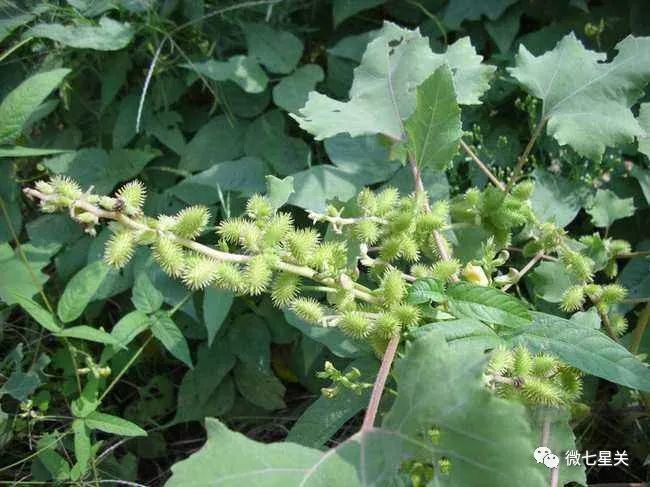 小心有毒路边野菜别乱采,有毒的野果和野菜