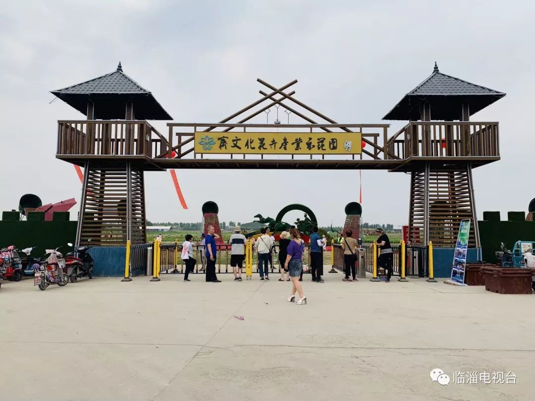 临淄梦幻花海,航拍临淄花海风景