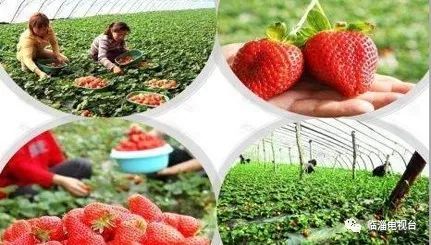 临淄梦幻花海,航拍临淄花海风景