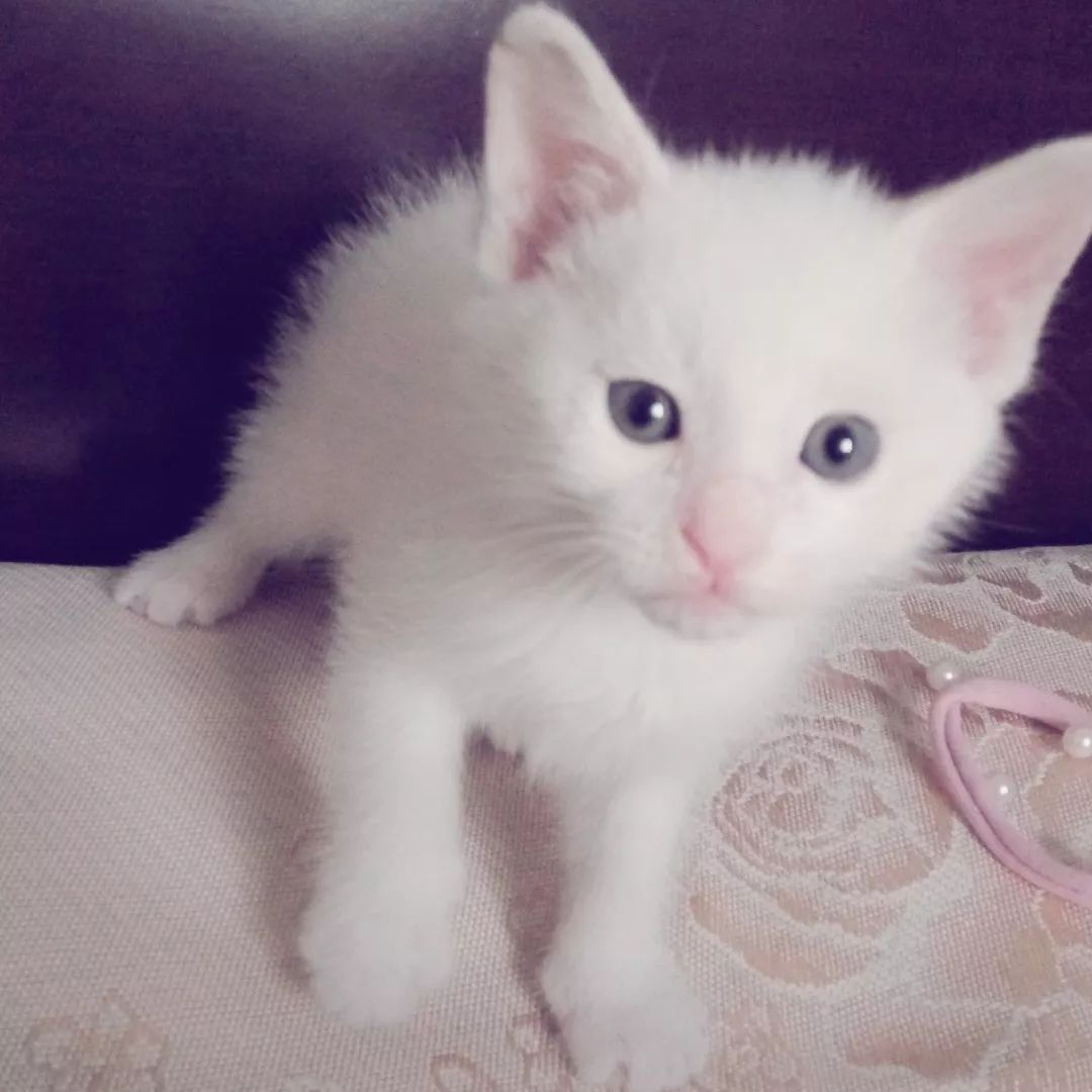 高萌来袭！真小奶猫小奶狗！|毛孩子的童年有多奶？