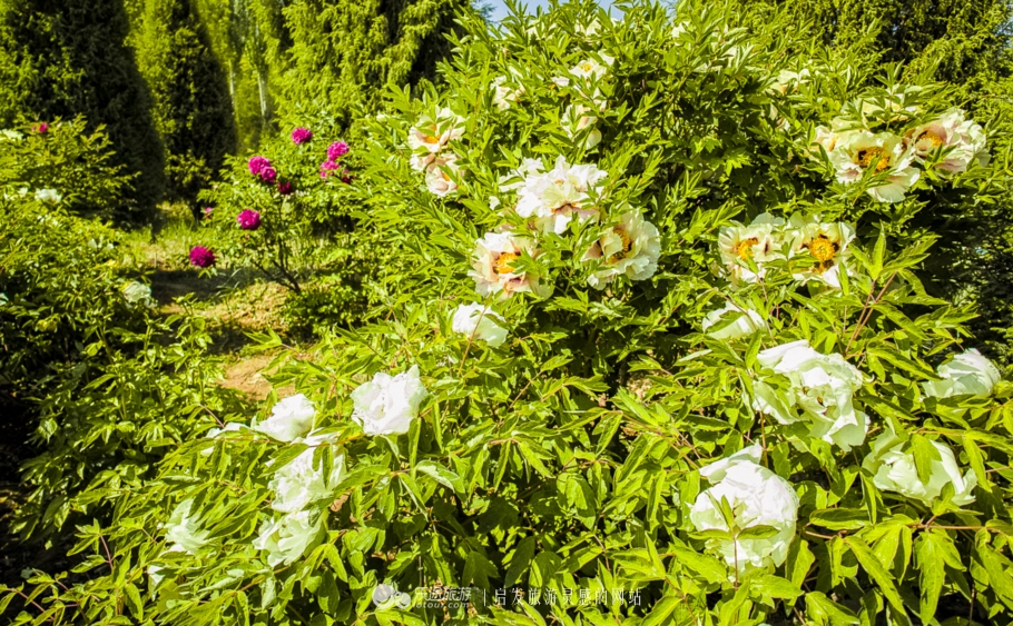 他让高寒干旱地开满牡丹花，打造西北牡丹第一园