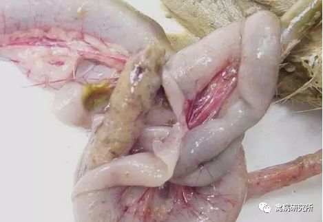 小鹅瘟发病视频,小鹅苗近期生病是什么原因