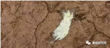 小鹅瘟发病视频,小鹅苗近期生病是什么原因