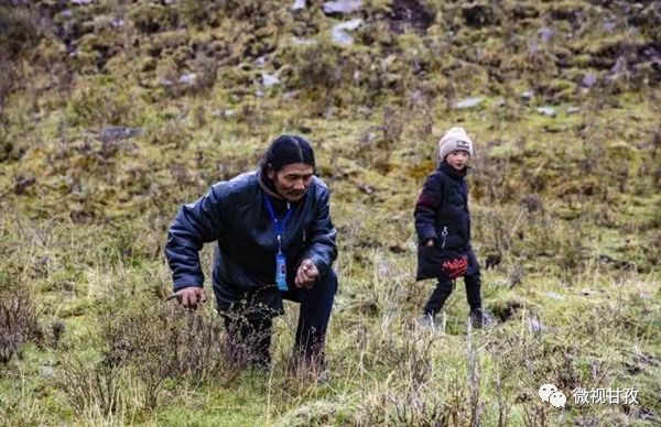守卫虫草山民警,驻守海拔4800米护航虫草采挖