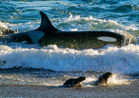 遇到野牛该如何保护自己,遇到美洲野牛怎么办