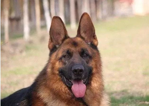 十大最忠诚的狗狗排行榜,十大最好养最忠诚的狗狗