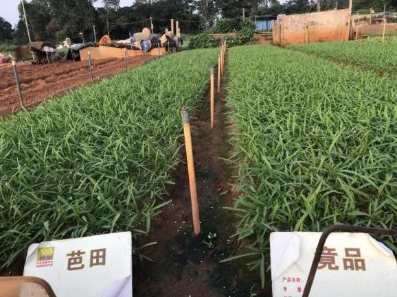 不惧和不怕有什么区别,芭田冠状肥使用方法