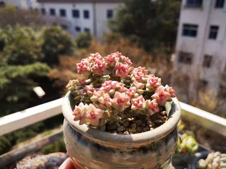 多肉怎么才能养得又美又胖,多肉的特点20个字