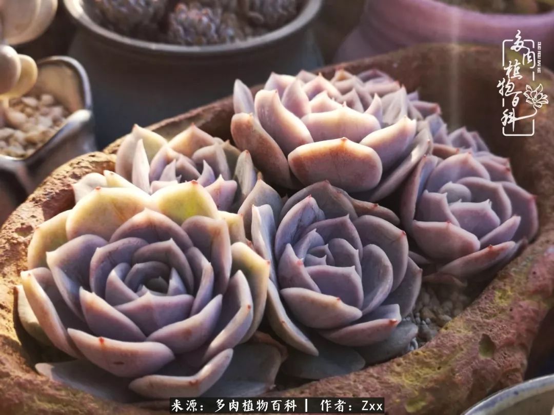 多肉怎么才能养得又美又胖,多肉的特点20个字