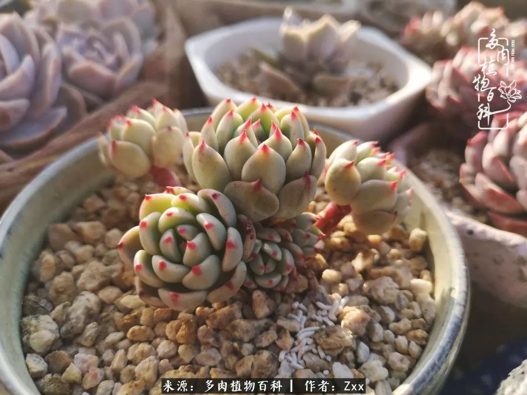 多肉怎么才能养得又美又胖,多肉的特点20个字