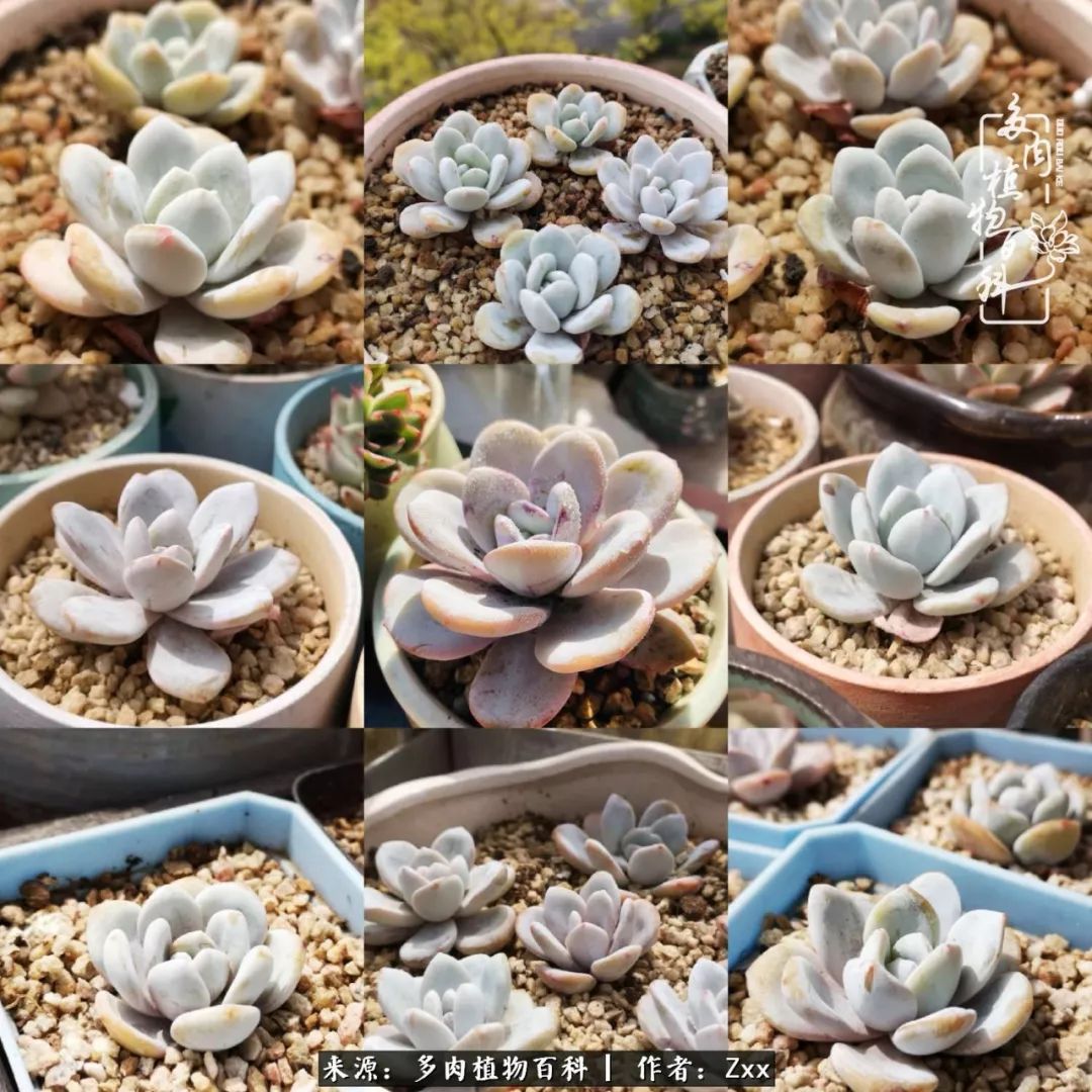 多肉怎么才能养得又美又胖,多肉的特点20个字