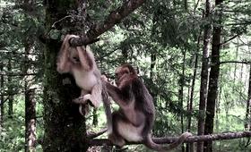 独一无二!《秘境之眼》的野生动物们喊你来逛世界自然遗产