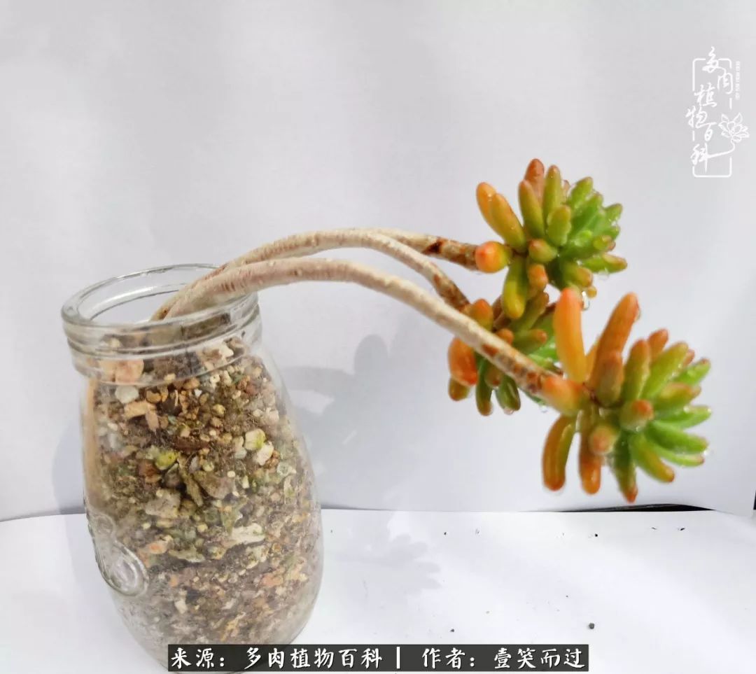 跌入神坛的多肉,跌入凡间的精灵舞蹈完整版