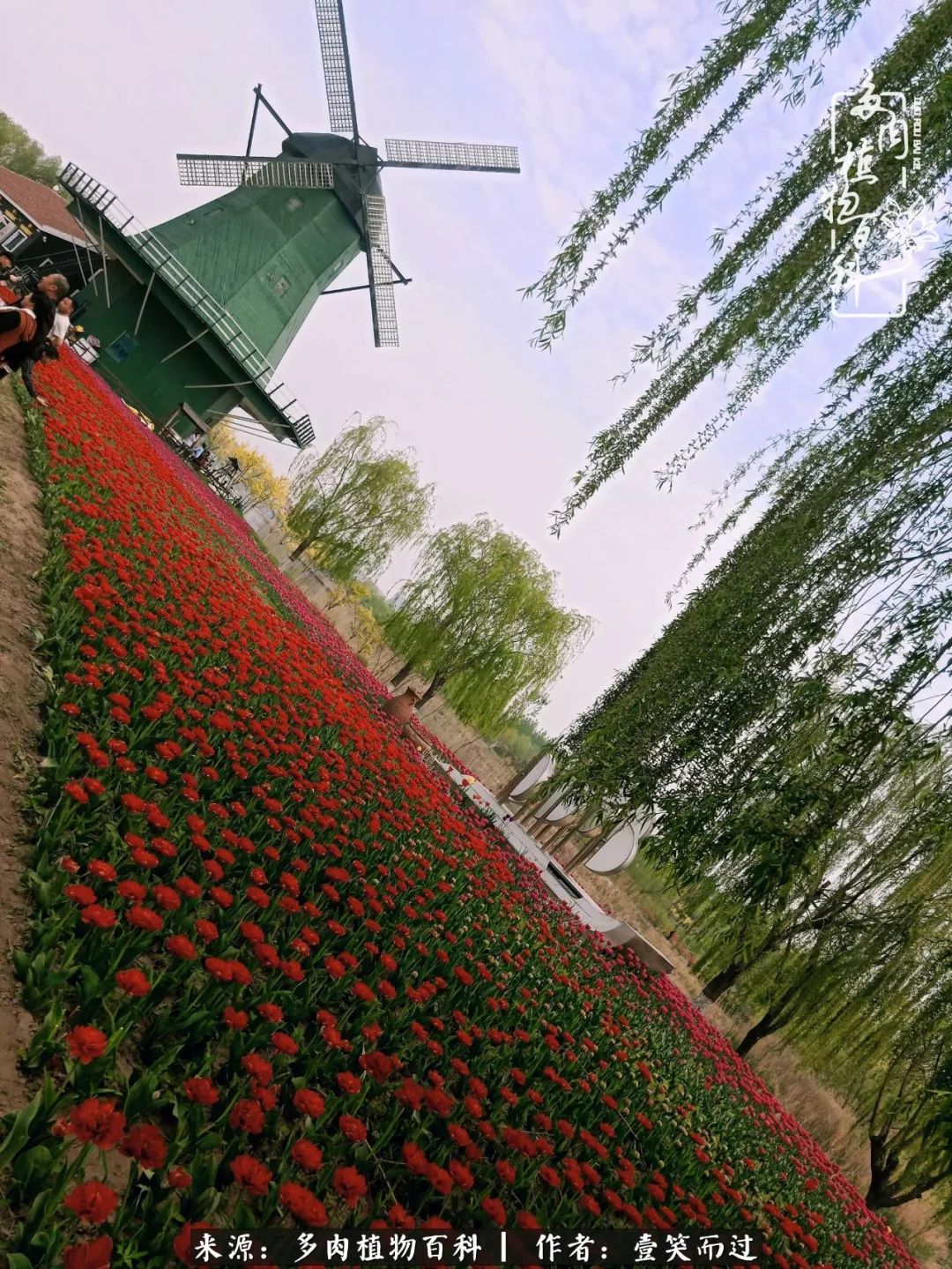 跌入神坛的多肉,跌入凡间的精灵舞蹈完整版