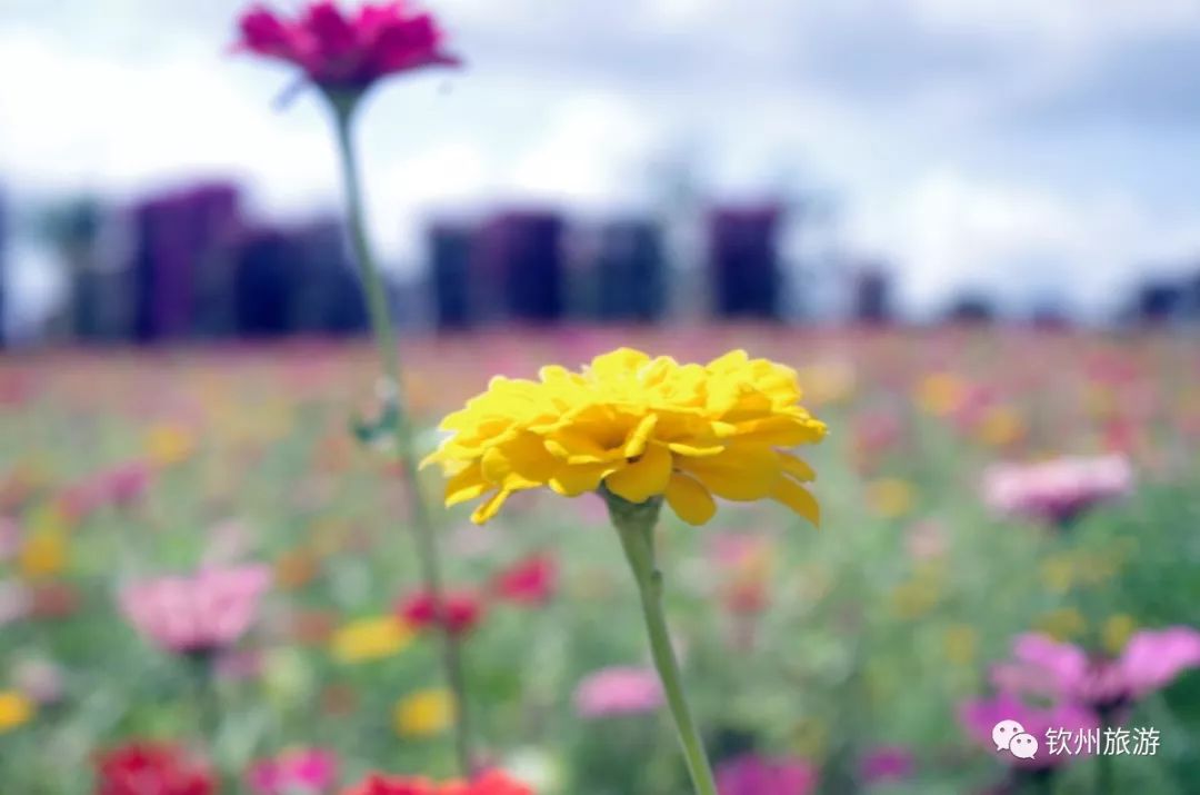 钦州花卉小镇旅游攻略,北部湾花卉小镇最佳观赏时间