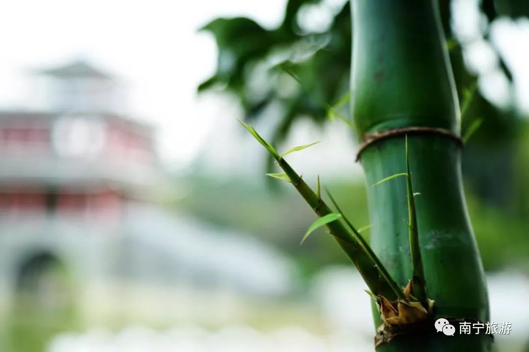 推荐|竹风清爽、碧莲夭夭,一起来南宁狮山公园观赏竹林荷花吧
