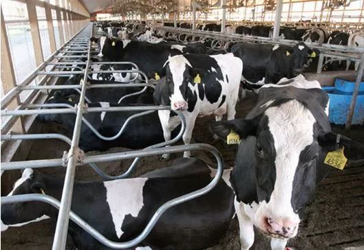 奶牛如何饲养小牛,泌乳牛饲养的5个阶段